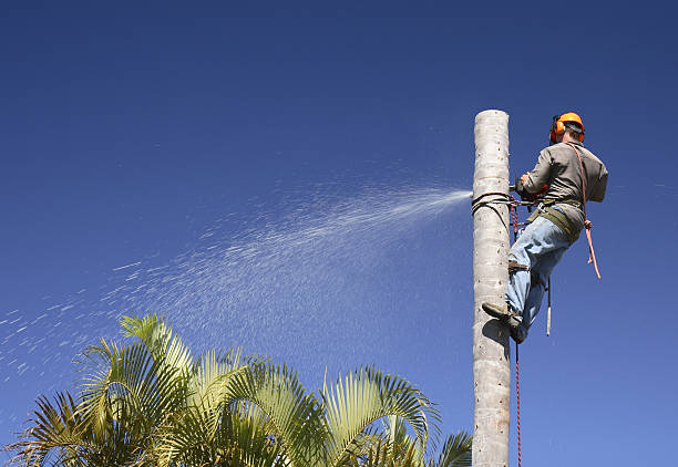 How Our Tree Care Process Works  in  Greenback, TN