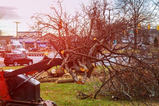 Tree and Shrub Care in Greenback, TN